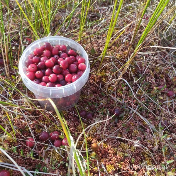 Фото Клюква свежая ручной сбор 2024
