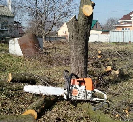 Фото Спил деревьев, кронирование, арбористика - Омск и обл.