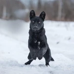 Фото №5 Обаятельный пёс Чарли в добрые руки