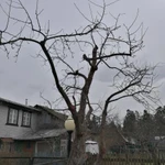 Фото №20 Обрезка плодовых деревьев, комплексный уход за садом