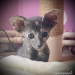 Фото №3 Продаю прекрасных ориентальных котят