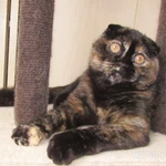 Фото №6 шотландские котята и взрослые кошки