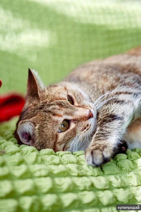 Фото Кругленькая очаровашка кошка Шерочка в дар