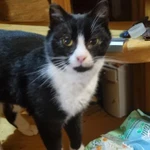 Фото №2 Кот в добрые руки