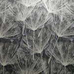 Фото №5 Обои