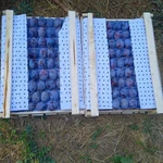 фото Слива черная