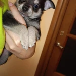 Фото №4 Малыш чихуа