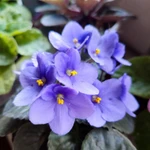 Фото №3 Фиалки