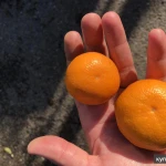 Фото №8 Мандарины из Абхазии урожай 2024
