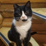 Фото №3 Кот в добрые руки