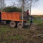 Вывоз спиленных деревьев кустарников