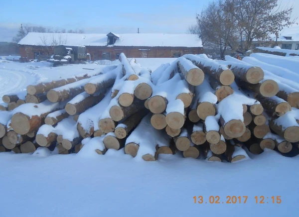 Фото Лес кругляк хвойных пород