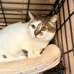 Фото №5 Смородинка - скромная кошечка ищет дом