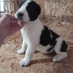 Фото №4 САО