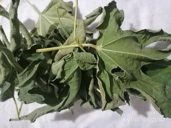 Фото Листья" Фигово дерева". Цена за 100 грамм.