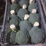 фото брокколи