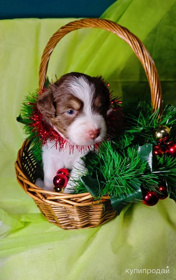 Фото Щенок Австралийской овчарки