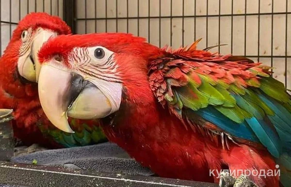 Фото Зеленокрылый ара (Ara chloropterus) - ручные птенцы из питомника