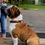 Фото №2 Вязка английский бульдог