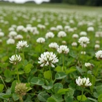 фото Семена белого клевера Ривендел