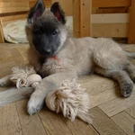 Фото №4 Щенки Бельгийской овчрки Тервюрен