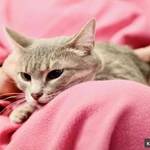 Фото №5 Косенькая полосатая кошечка Паночка в добрые руки