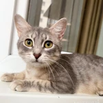 Фото №5 Кошечка Лилу серебристая полосатка в добрые руки