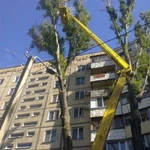 Фото №7 Спилить(спил) удалить дерево в Великом Новгороде