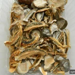 Фото №3 гриб Весёлка