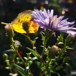 Фото №5 Фотограф для блога