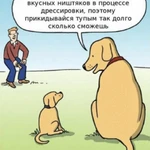 Фото №8 Дрессировка собак любых пород