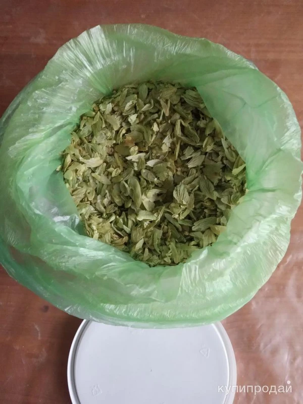 Фото Хмель в шишках 2024 г. для пивоварения