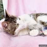 Фото №3 Не просто кошка - королева в добрые руки