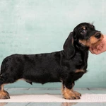 Фото №6 Такса жесткошерстная стандартная - "Из Ново-Переделкино"