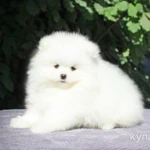 Фото №5 Померанский шпиц