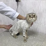 Фото №2 Стрижка собак, стрижка кошек, тримминг