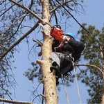 Спил деревьев во Всеволожске. Валка частями, удаление пней