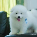 Фото №2 Samoyed puppies For Sale