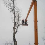 Фото №3 Спилить(спил) удалить дерево в Великом Новгороде
