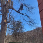 Фото №3 Спилить дерево.Удаление деревьев.Арбористика