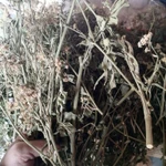 Фото №2 Болиголов. Цена за 100 грамм.