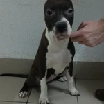 Фото №4 Щенки стаффордширского терьера