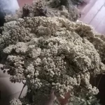 Фото №3 Тысячелистник. Цена за 100 грамм.