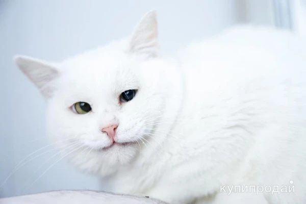 Фото Кошечка-булочка ищет семью