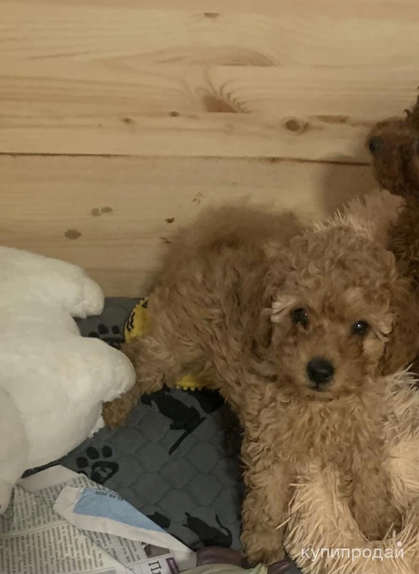 Фото Щенки той-пуделя