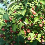 Фото №12 Саженцы плодовых растений