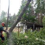 Расчистка участков от деревьев во Всеволожске