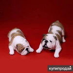 Фото №4 Английский бульдог в: Phicen.Shop