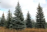 фото Семена ели голубой (колючая) Picea pungens Engelm