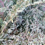 Фото №4 Якорцы стелющиеся, цена за 100 грамм.